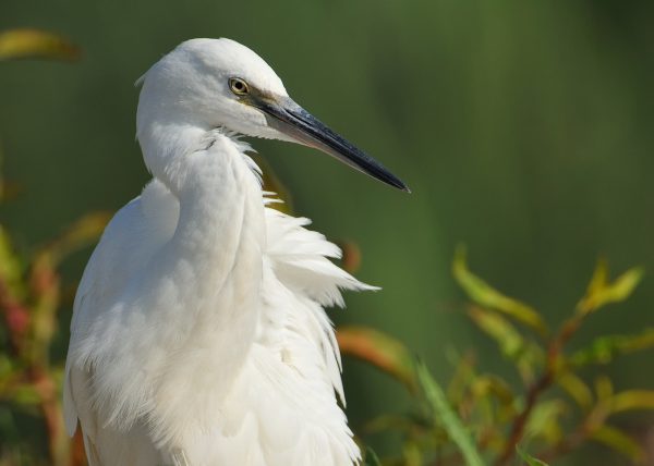 blanca navidad Birding Doñana, Jaime Blasco