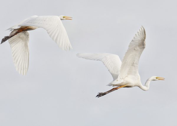 Blanco sobre blanco Birding Doñana, Jaime Blasco