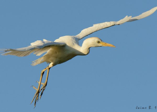 blancos y AF Birding Doñana, Jaime Blasco