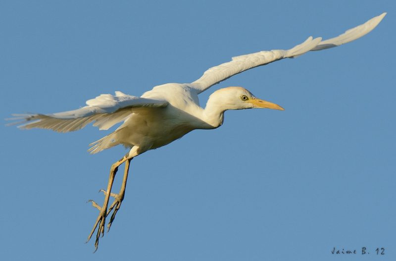 blancos y AF Birding Doñana, Jaime Blasco