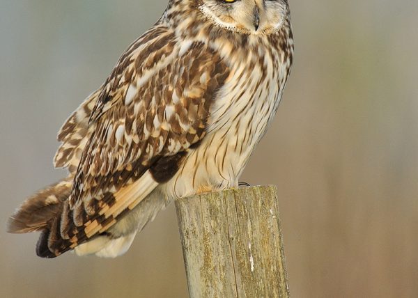 bonito Birding Doñana, Jaime Blasco