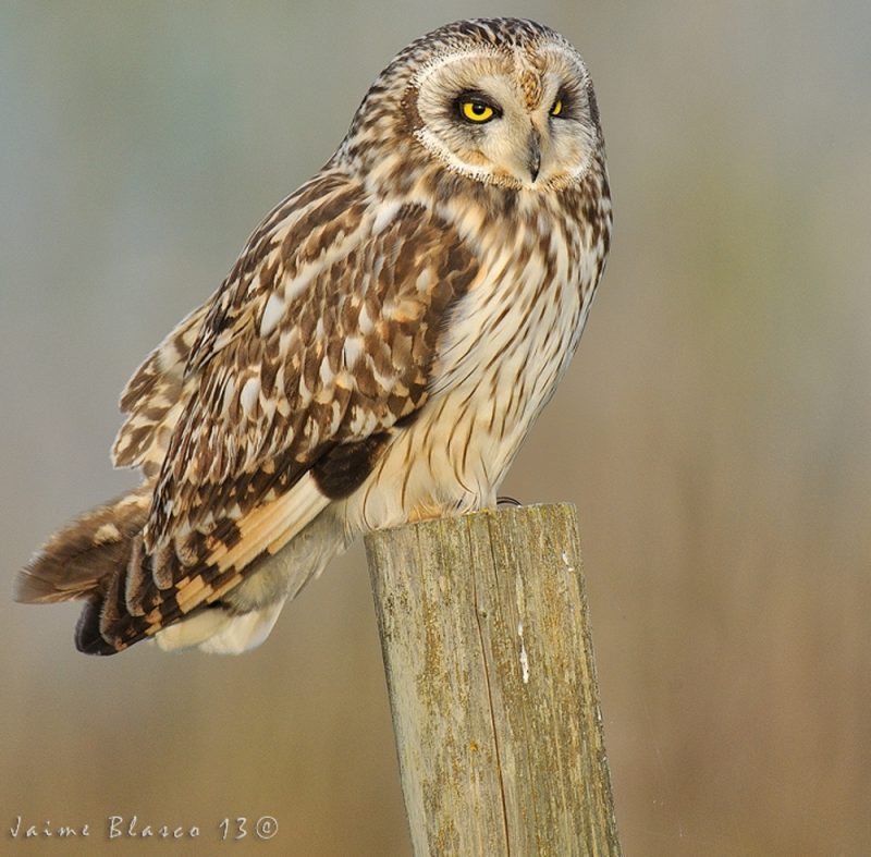 bonito Birding Doñana, Jaime Blasco