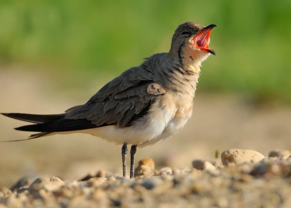 bostezo de canastera Birding Doñana, Jaime Blasco