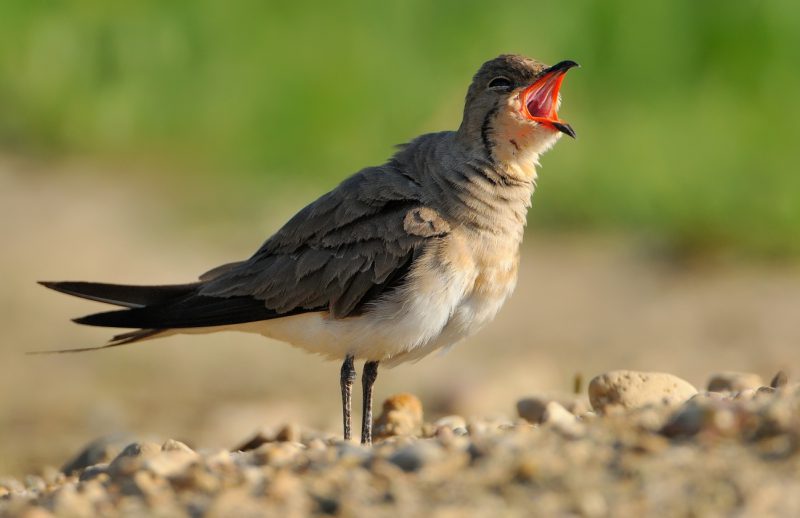 bostezo de canastera Birding Doñana, Jaime Blasco