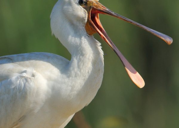 bostezo de espátulas Birding Doñana, Jaime Blasco