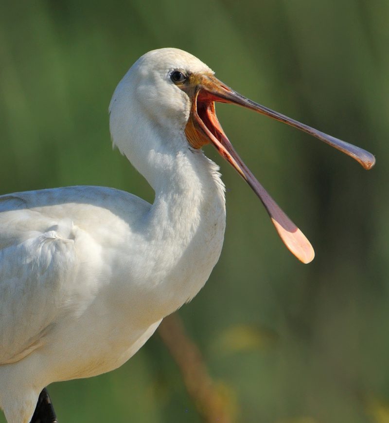 bostezo de espátulas Birding Doñana, Jaime Blasco