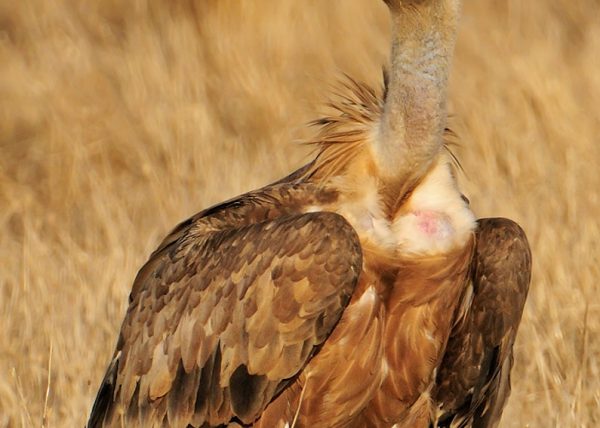 buitre Birding Doñana, Jaime Blasco