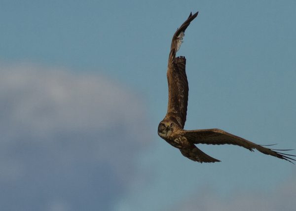 buscano alejarme Birding Doñana, Jaime Blasco