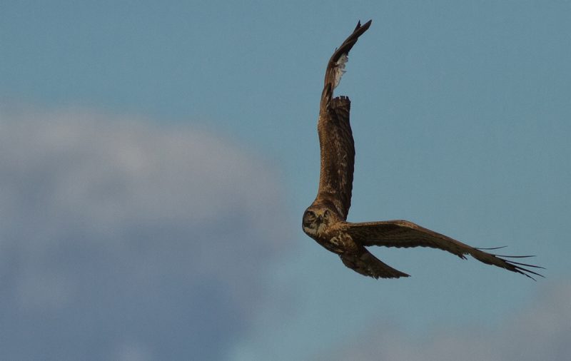 buscano alejarme Birding Doñana, Jaime Blasco