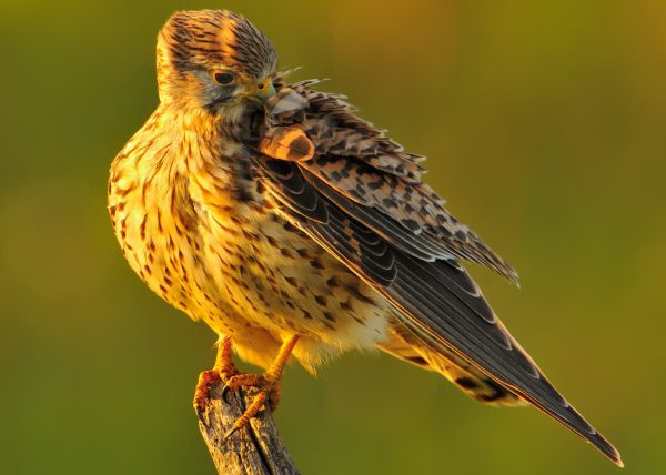 calido Birding Doñana, Jaime Blasco