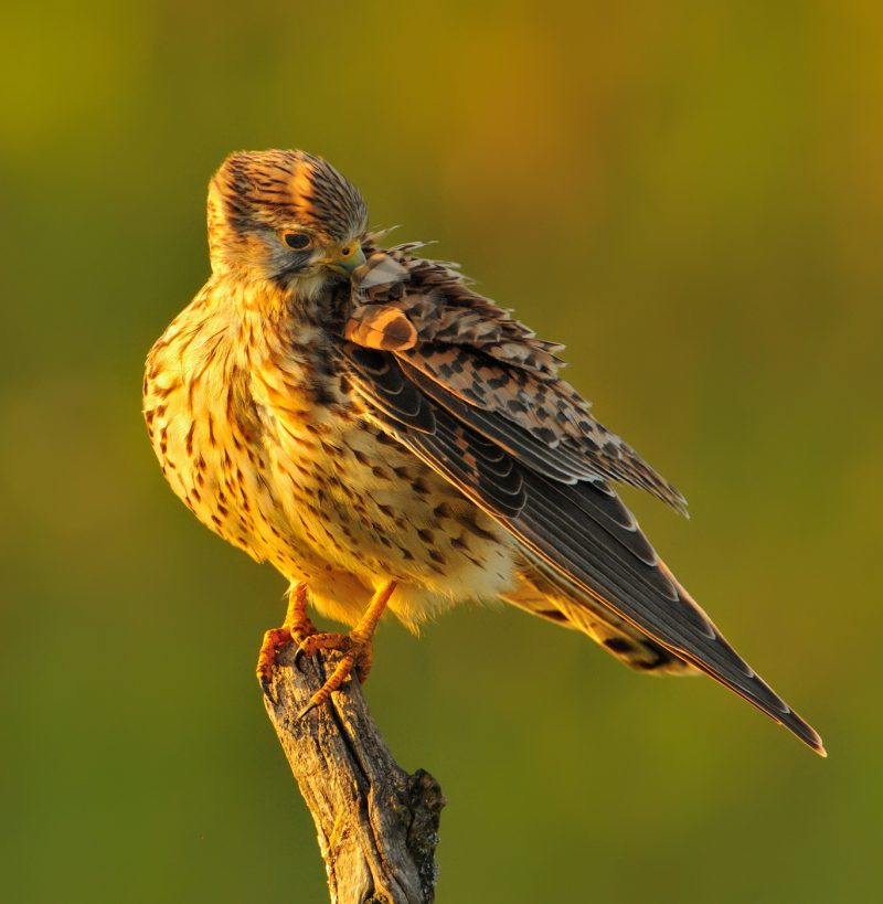 calido Birding Doñana, Jaime Blasco