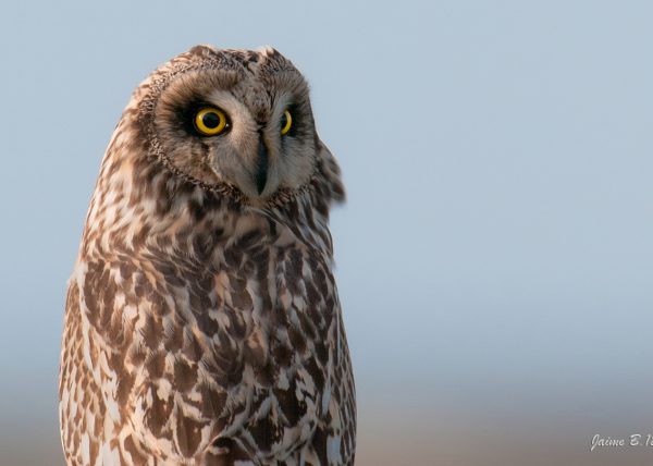 campestre Birding Doñana, Jaime Blasco