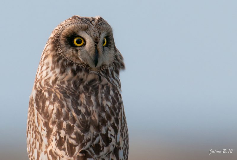 campestre Birding Doñana, Jaime Blasco