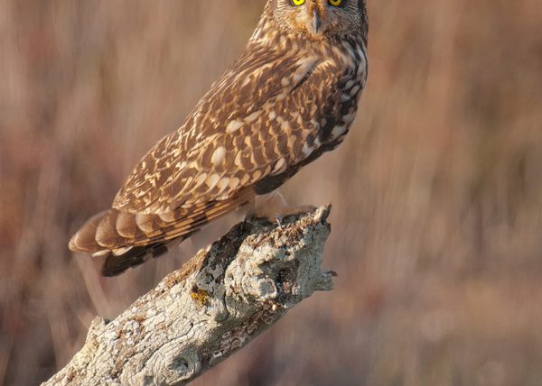 campestre de tarde Birding Doñana, Jaime Blasco