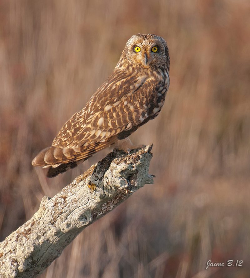 campestre de tarde Birding Doñana, Jaime Blasco