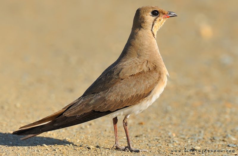 canastera Birding Doñana, Jaime Blasco