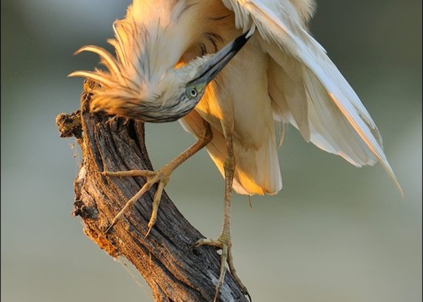 cangrejera de verano, Birding Doñana, Jaime Blasco