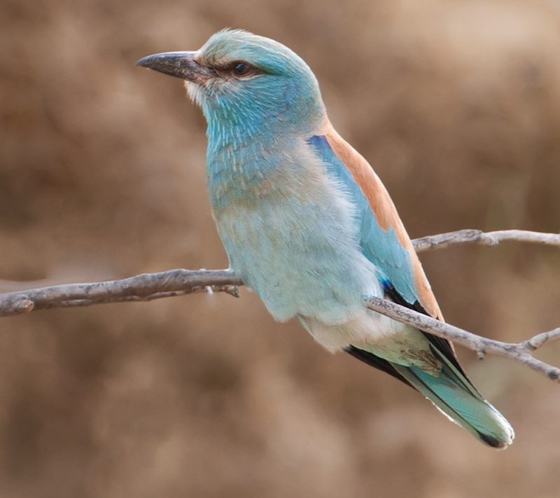 carraca Birding Doñana, Jaime Blasco