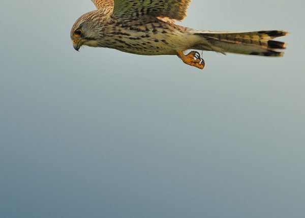 Cernidora Birding Doñana, Jaime Blasco