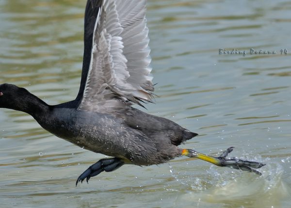 chapoteo Birding Doñana, Jaime Blasco