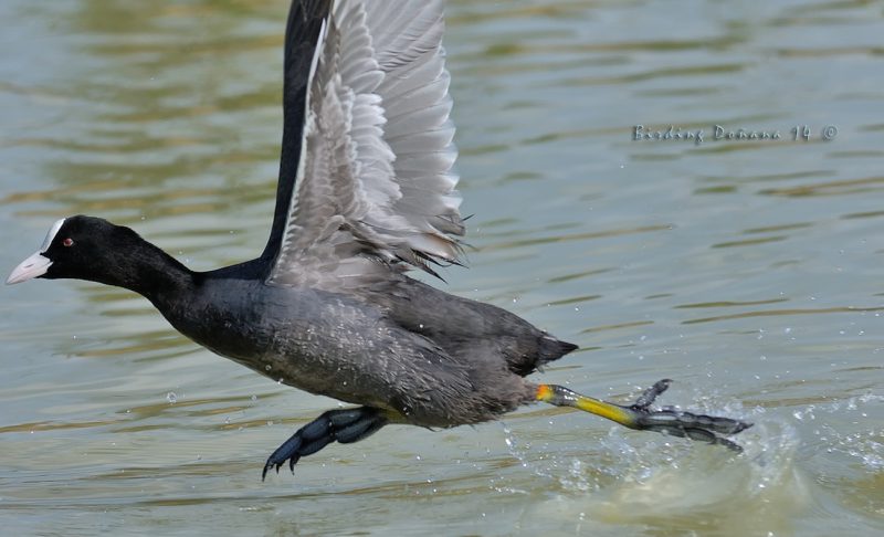 chapoteo Birding Doñana, Jaime Blasco