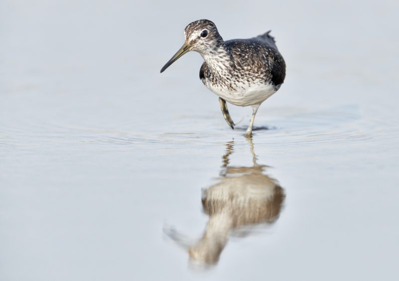 charquitos Birding Doñana, Jaime Blasco