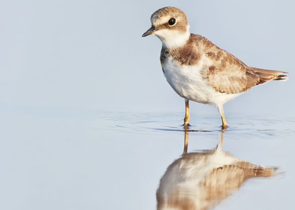 chorli reflection Birding Doñana, Jaime Blasco