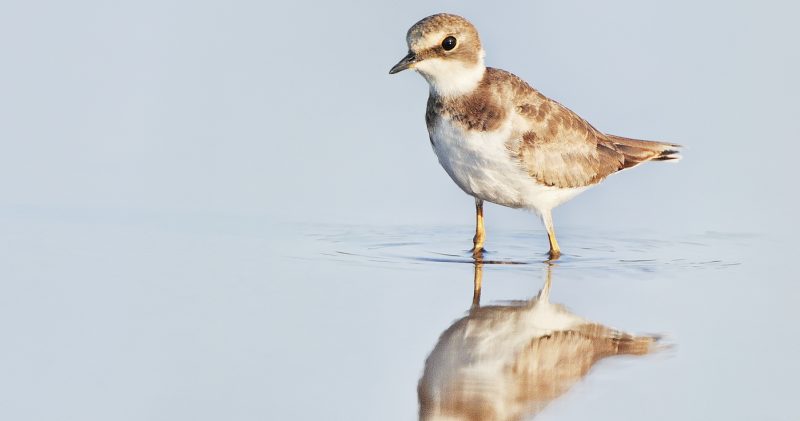 chorli reflection Birding Doñana, Jaime Blasco