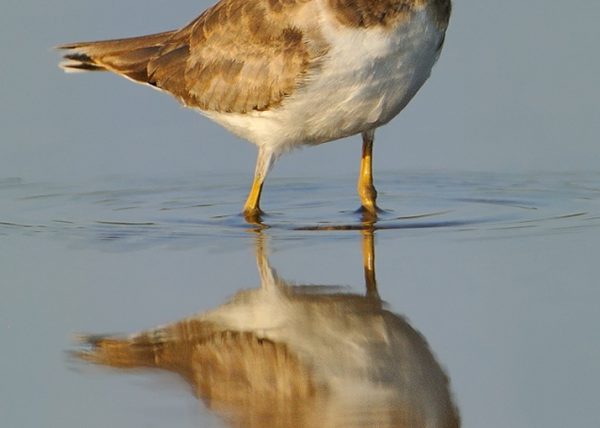 Cholitejo Birding Doñana, Jaime Blasco