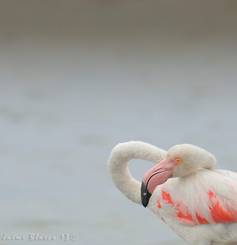 cicerone en la veta Birding Doñana, Jaime Blasco