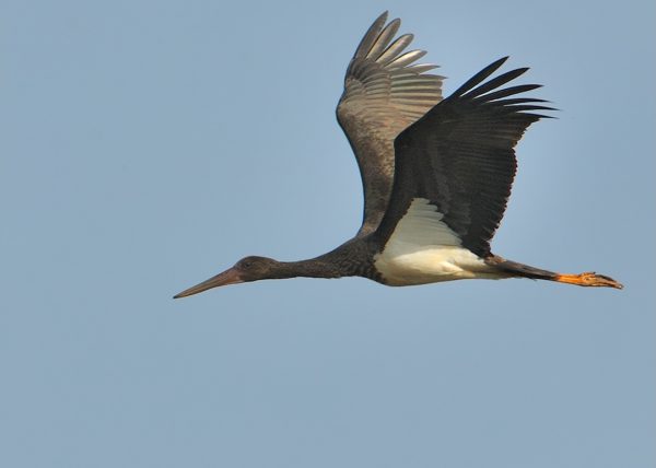 ciciona nigra Birding Doñana, Jaime Blasco