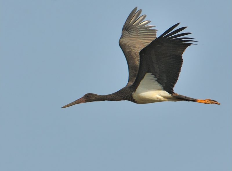 ciciona nigra Birding Doñana, Jaime Blasco