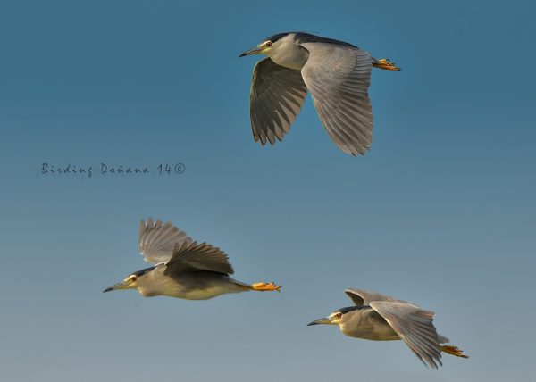 cielos de Doñana Birding Doñana, Jaime Blasco