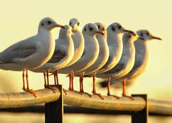 clasica tarde Birding Doñana, Jaime Blasco