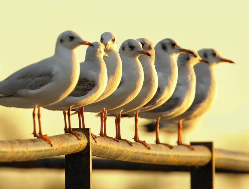 clasica tarde Birding Doñana, Jaime Blasco