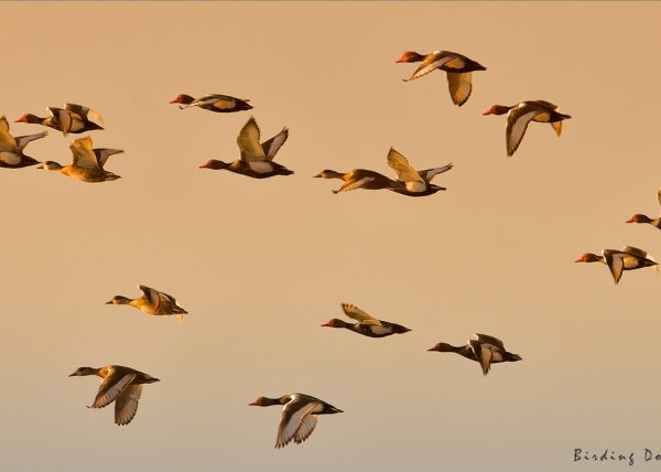 clauidos Birding Doñana, Jaime Blasco