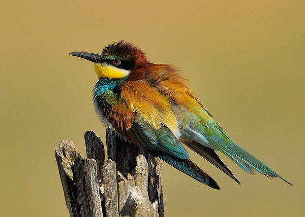 colores Birding Doñana, Jaime Blasco