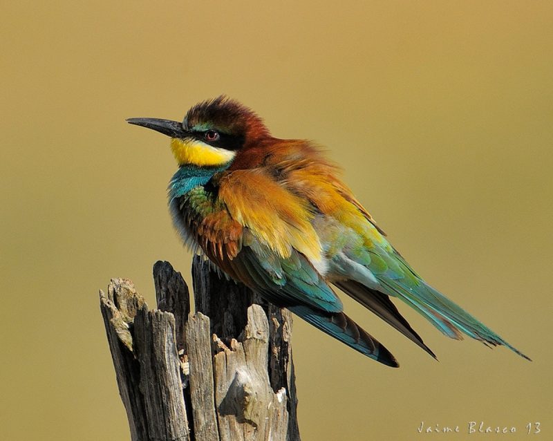 colores Birding Doñana, Jaime Blasco