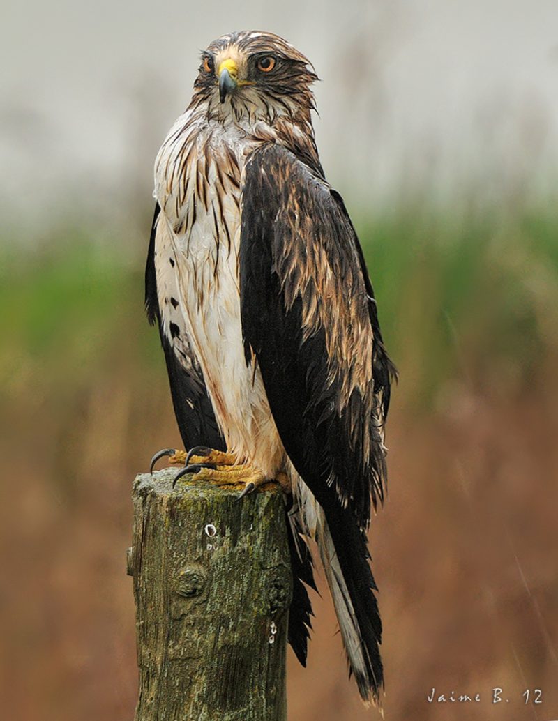 compañera de viaje Birding Doñana, Jaime Blasco