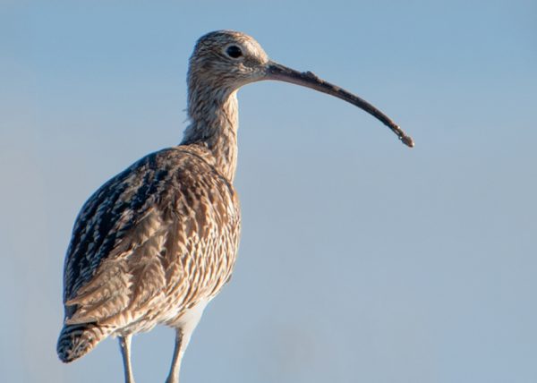 composición de zarapito Birding Doñana, Jaime Blasco