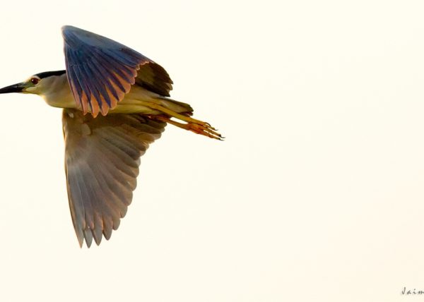 contraluz de martinetes Birding Doñana, Jaime Blasco