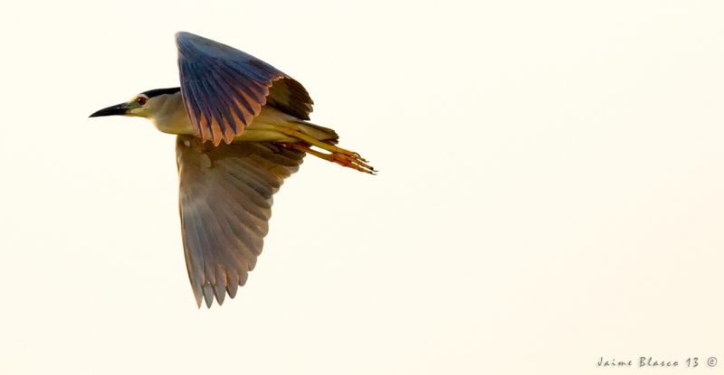 contraluz de martinetes Birding Doñana, Jaime Blasco