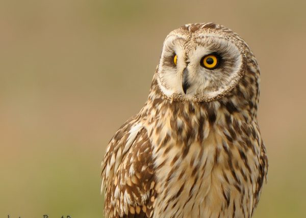 corpulencia Birding Doñana, Jaime Blasco