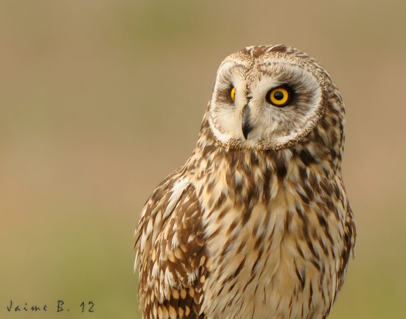 corpulencia Birding Doñana, Jaime Blasco