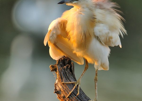 cosas que pasan Birding Doñana, Jaime Blasco