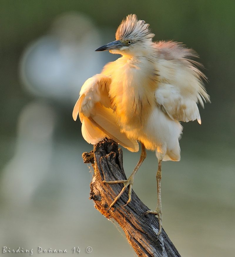 cosas que pasan Birding Doñana, Jaime Blasco