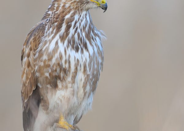 crema Birding Doñana, Jaime Blasco