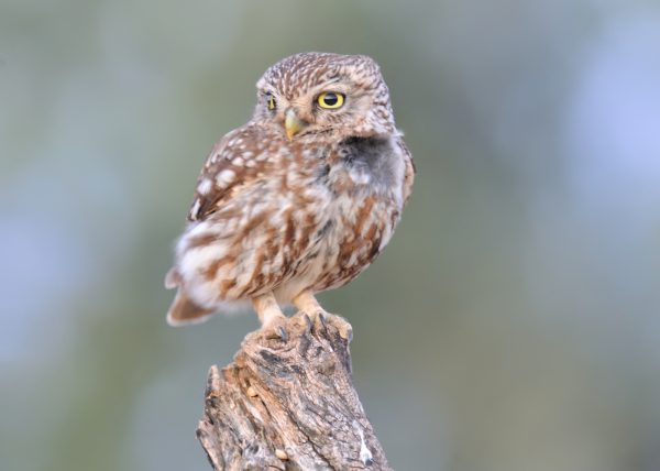 crepusculo Birding Doñana, Jaime Blasco