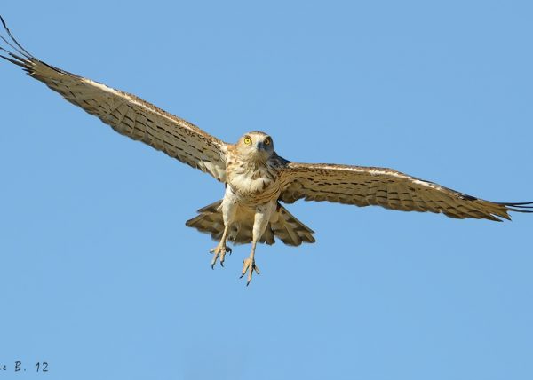 culebrera Birding Doñana, Jaime Blasco