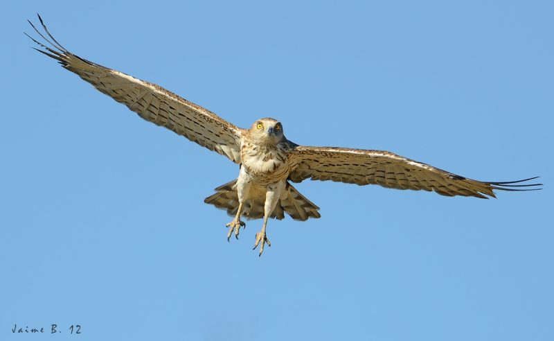 culebrera Birding Doñana, Jaime Blasco